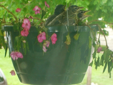 BabyBirds