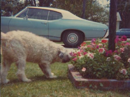Waybac.1972.Lulua