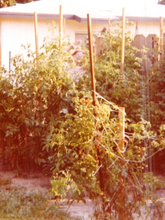 Waybac.1979.07.Mom.Tomatoes.Cali