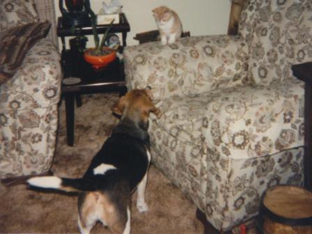 Waybac.1983.pac.lrrslpi