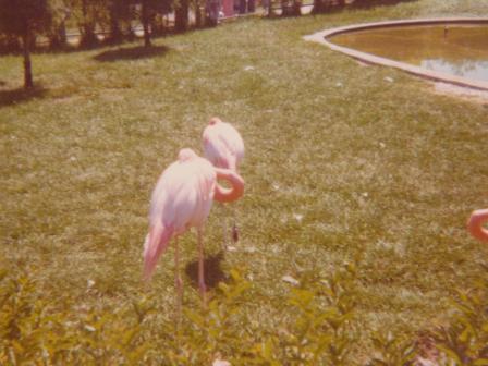 Waybac.1976.iz4