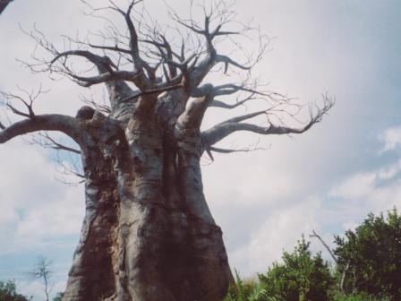 Waybac.2004.06.wdw507
