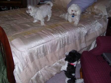 Waybac.2006.12.gad15