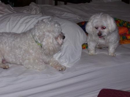 Waybac.2006.12.gad21